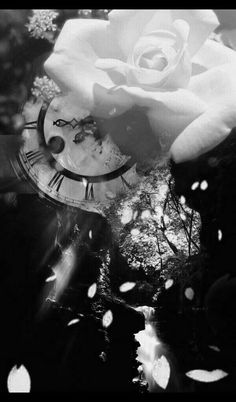 a white rose sitting on top of a table next to an old clock face with roman numerals