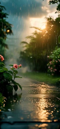 the sun is shining down on some flowers in the rain, and it's raining