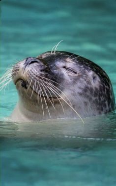 Seals Being Cute, Adorable Seal Photo, Cute Seal Swimming In Ocean, Adorable Seal Photography, Blue Ocean Seal, Seal Wallpaper, Seal With Flowers Close-up, Baby Seal Meme Wallpaper, Sea Lion In Ocean Water