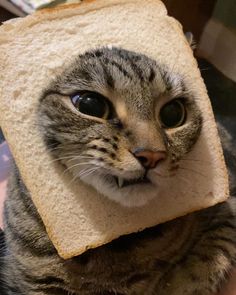 a cat with a piece of bread on it's face