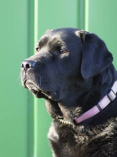 a close up of a black dog with a pink collar looking off into the distance