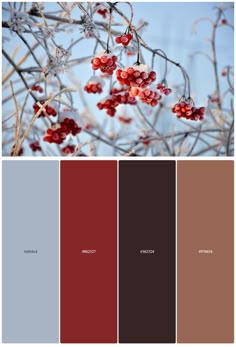 some red berries are hanging from a tree with blue sky in the background and brown, gray, and white color palettes