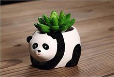 a ceramic panda bear planter with green leaves in it's mouth on a wooden table