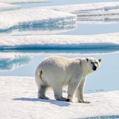 a polar bear standing in the snow near ice floes