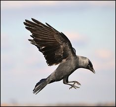 a bird flying through the air with its wings spread