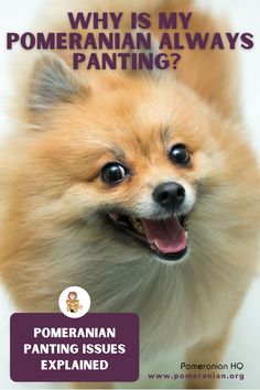 a pomeranian dog with its mouth open and the caption why is my pomeranian always panting?