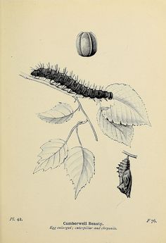 a drawing of a caterpillar on a branch with leaves and a ball hanging from it