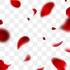 red petals falling down on a white background