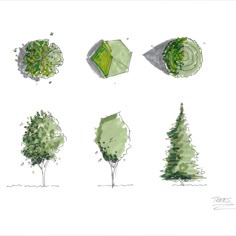 four different types of trees are shown in this drawing, one is green and the other has