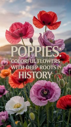 flowers with the words poppies colorful flowers with deep roots in history on it's side