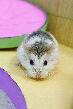 a small hamster sitting on top of a yellow table next to purple and green plates