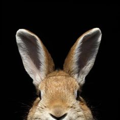 an image of a rabbit's face in the dark with its ears up and eyes closed