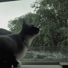 White kitten sitting in window, looking outside at trees, foggy sky