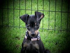 a small black and brown dog sitting in front of a fence with grass behind it