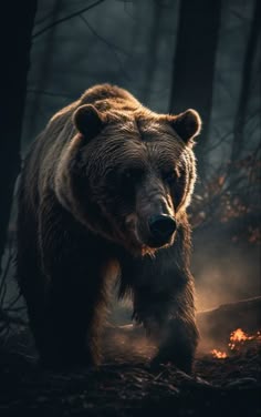a large brown bear walking through a forest