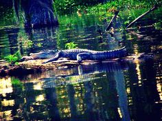 an alligator is laying in the water near some trees