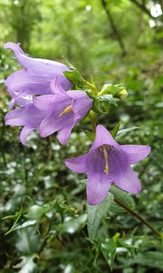 purple flowers are blooming in the forest