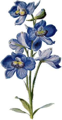 a drawing of blue flowers on a white background