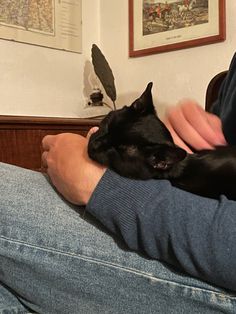 a person holding a black cat in their lap
