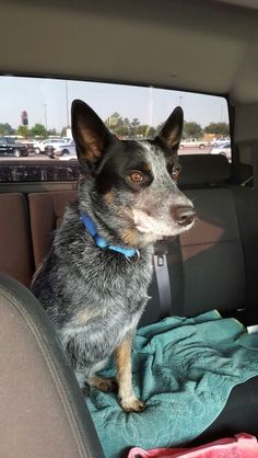 a dog sitting in the back seat of a car