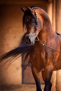 a brown horse standing next to a building with long black hair on it's head