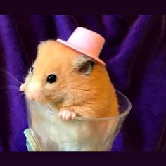 a hamster wearing a pink hat on top of it's head in a glass cup