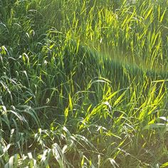 the sun is shining on some tall grass