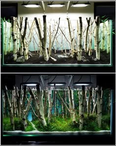an aquarium filled with plants and trees in it's side - by - side display