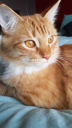 an orange cat laying on top of a bed next to a blue blanket and pillow