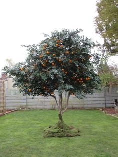 an orange tree in the middle of a yard