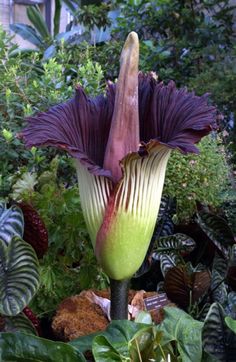 Amorphophallus Titanum-,21 Top Most Endangered Plants Around the World