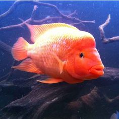 an orange fish is swimming in the water