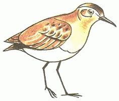 a drawing of a bird standing on one leg