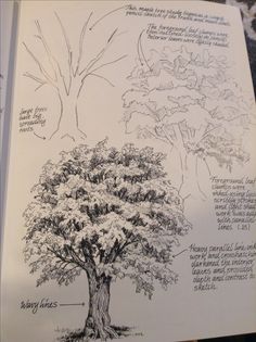 an open book with drawings of trees and their names on it's pages
