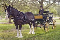 a man is riding in a horse drawn carriage on the grass with trees behind him