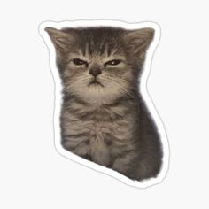 a cat sticker with an angry look on it's face