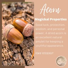 Acorns Witchcraft, Acorn Magick, Acorn Spell, Acorn Meaning Witchcraft, Acorn In Witchcraft, Acorn Crystal Healing Properties, Acorn Magic, Acorn Magical Properties, Acorn Rough Spiritual Meaning