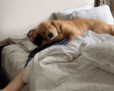 a brown dog laying on top of a bed next to a person's legs