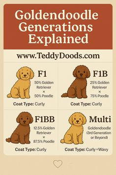 the goldendoodle's explanation is shown in this poster