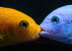 two yellow and blue fish are kissing each other in an aquarium with their eyes open