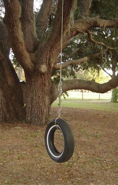 a tire swing hanging from a large tree