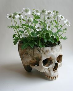 a skull planter with white flowers in it
