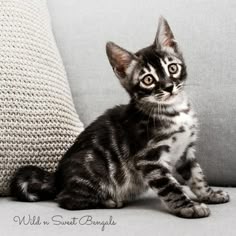a kitten sitting on top of a couch next to a pillow