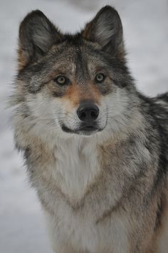 a gray wolf standing in the snow looking at something to the side with his eyes wide open
