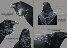 some sort of black bird with white markings