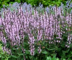 purple flowers are blooming in the garden