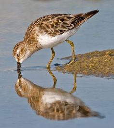 a brown and white bird with its reflection in the water