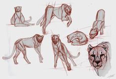 some drawings of different types of animals