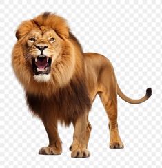 a lion standing with its mouth open and it's teeth wide open, on a white