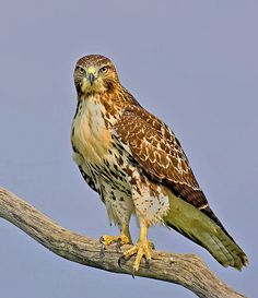 an owl sitting on top of a tree branch with blue sky in the back ground